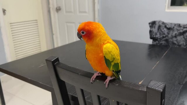 Beautiful parrot, Sun conure parrot birds and Green cheek conure.