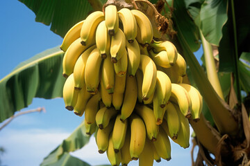 close view of banana tree with ripe fruits