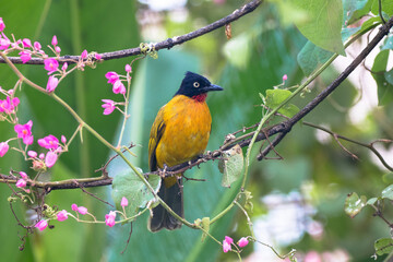 Pycnonotus melanicterus. While in English it is called Black-crested Bulbul