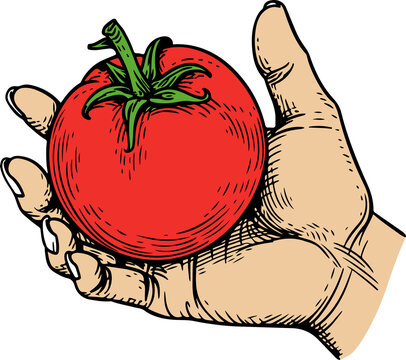 tomato, tomatina, fruit, cartoon, food, vegetable, character, funny, healthy, battle, fight, organic, spain, throw, spanish, fresh, cartoon, hand, hands, hold, black, outline, vintage, engraving, symb