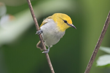Obraz premium The sangkar white-eye (Zosterops melanurus) is a bird species in the family Zosteropidae.