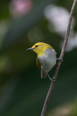 The sangkar white-eye (Zosterops melanurus) is a bird species in the family Zosteropidae.