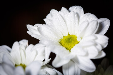 Beautiful white chrysanthemum with dew drops on the petals, chamomile with dew drops