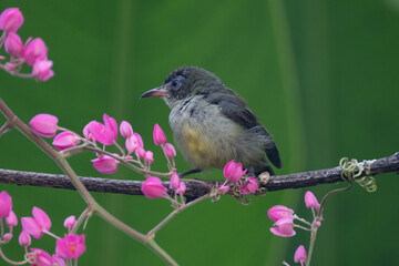 The orange-bellied flowerpecker (Dicaeum trigonostigma) is a species of bird in the family Dicaeidae