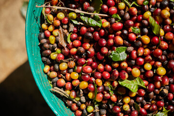 raw cherry coffee beans.