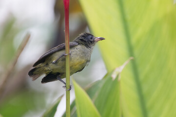 The orange-bellied flowerpecker (Dicaeum trigonostigma) is a species of bird in the family Dicaeidae