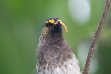 The orange-spotted bulbul (Pycnonotus bimaculatus) is a species of songbird in the bulbul family of passerine birds