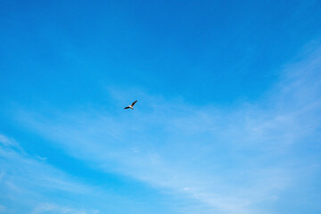 A seagull flying in the colorful sky. High quality sky and seagull shots. There is text space. 