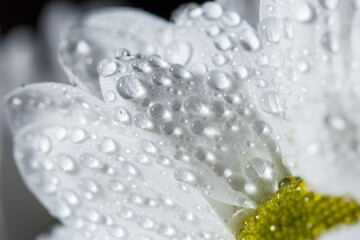 Beautiful white chrysanthemum with dew drops on the petals, chamomile with dew drops
