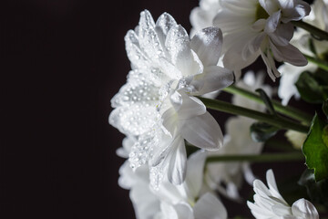 Beautiful white chrysanthemum with dew drops on the petals, chamomile with dew drops