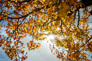 Herbstlicher Baum mit Sonne 