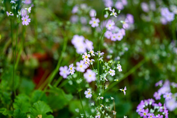 Bunch of Pink flowers from Botanical Garden, Ooty, Tamil Nadu