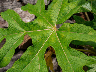 papaya leaves with stunning fiber details

