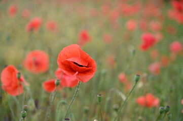 A vibrant field showcasing a sea of red flowers, their green stems adding a striking contrast, creating a captivating sight.