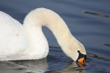 Obraz premium A graceful white swan gracefully extends its long neck to drink water, with its head submerged beneath the surface.
