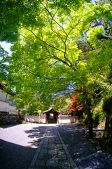 新緑の美しい季節の東福寺の境内風景