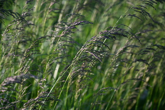 Full frame macro texture of airy tufted hairgrass (deschampsia cespitosa) in a sunny autumn garden
