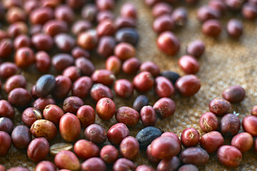 coffee beans berries drying natural process