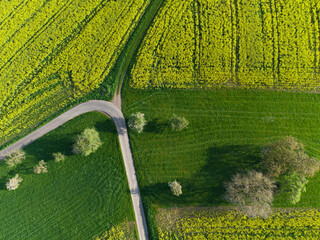 Rapsfelder mit Feldwegen von oben