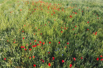 Wild poppies on a wheat field, aerial view. Red wildflowers.