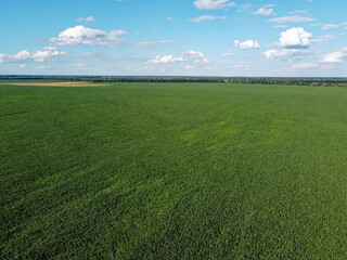 Huge cornfield on a sunny summer day, aerial view. Blue sky over green farm field, landscape.