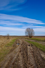 Fototapeta na wymiar A single tree in a field, a dirt road curving towards it.