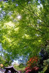 東福寺境内の日本楓の新緑