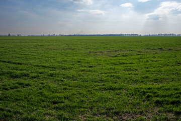 Fototapeta na wymiar A vast green field under a partly cloudy sky.