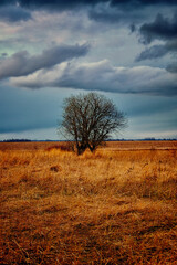 A barren tree stands amidst a vast, dry grassland under a cloudy sky.