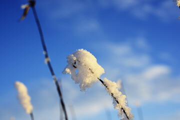 FROST on the grass in winter