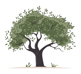 Olive tree vector illustration. Hand drawn watercolor. Vector illustration design