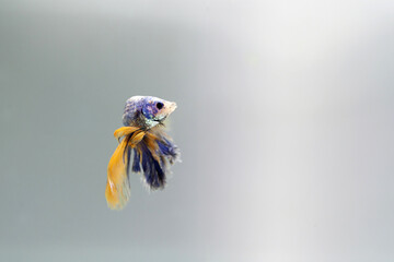 Majestätischer Blau-Gelber Langflossen Betta Kampffisch