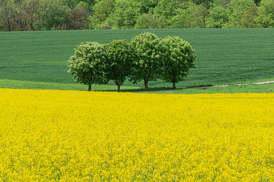 B&auml;ume hinter Rapsfeld