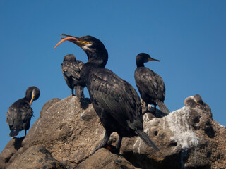 Side view of a bunch of cormorant sunbathing on the sea rocks.Few Phalacrocorax on the sea shore