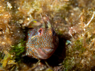 Close-up macro photo of a cute Parablennius pilicornis hidding on the sea rocks, Nice portrait of a mediterranean blennidae fish