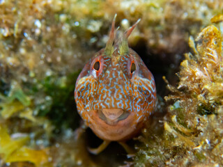 Front view of a cute Parablennius pilicornis hidding on the sea rocks, Nice portrait of a mediterranean blennidae fish