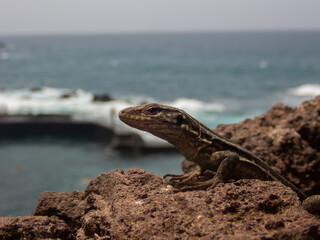 Amazing portrait of a lizard with the atlantic ocean in the background