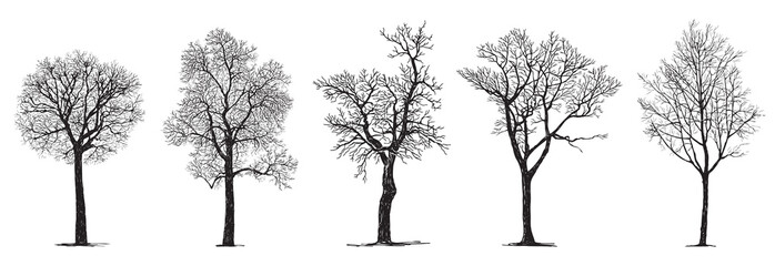 Hand drawing of silhouettes five bare deciduous trees in winter season without leaves isolated on white - obrazy, fototapety, plakaty