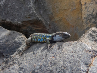 Big  Gallotia Canaria sunbathing over a rock. Amazing portrait of a blue yellow spotted lizard