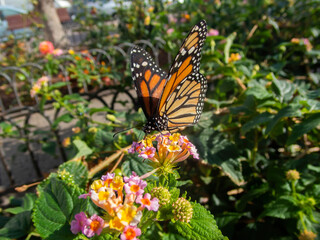 Nice view of a beautiful monarch butterfly among a lot of flowers. Butterfly eating nectar of a flower