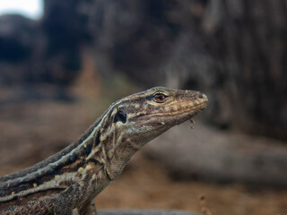 Side view of a Gallotia in Canarias. Portrait of a cute lizard sunbathing in the rocks