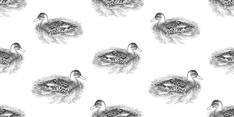 Seamless background of sketches wild duck floating in lake water, vector illustration