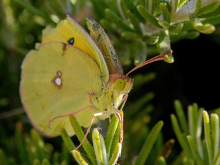 Side view of a cute green butterfly among the green leaves. Portrait of the head and wings of a butterfly