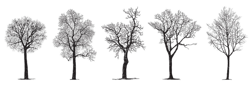 Hand drawing of silhouettes five bare deciduous trees in winter season without leaves isolated on white