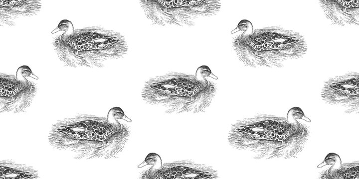 Seamless background of sketches wild duck floating in lake water, vector illustration