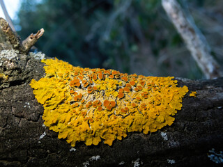 Close-up view of a yellow lichen on tree, macro photo o a lichen on a tree branch - Powered by Adobe