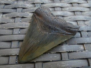 Close up view of a Megalodon teeth, big shark teeth macro