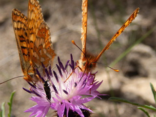 Portrait of thow butterflies and a bug eating on a cute little violet flower.
