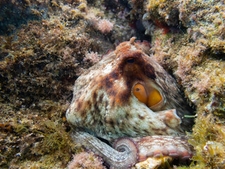 Side view of a Octopus vulgaris, mediterranean octopus hidding on the rocks