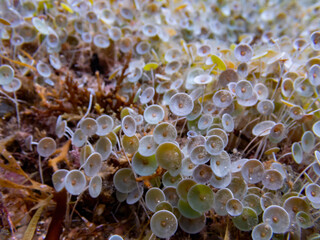 Portrait of mediterranean seagrass. Close up view of Acetabularia acetabulum.